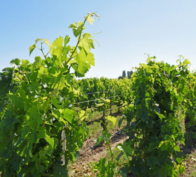 VIGNE 12 SR VIGNE 12 SR